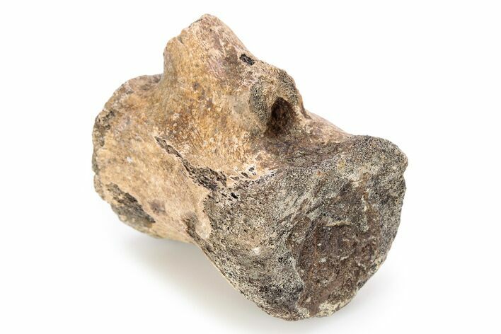 Hadrosaur (Edmontosaurus) Distal Caudal Vertebra - Montana #245865